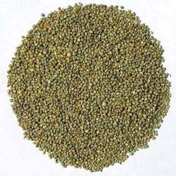 Manufacturers,Suppliers of Bajra Seed